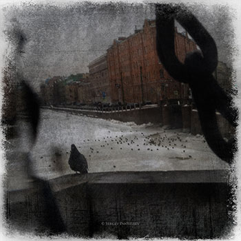 Городские птицы
