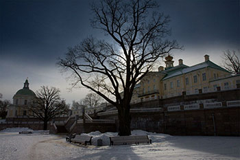 Дерево в нижнем парке