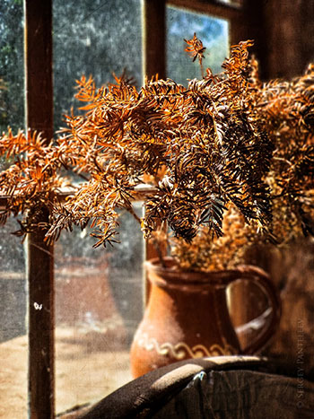 Гербарий для Саши / Herbarium für Sasha