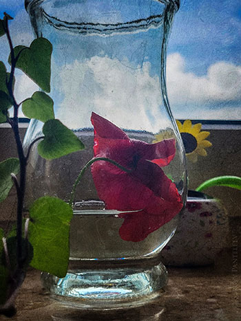 Цветы для Саши / Blumen für Sasha