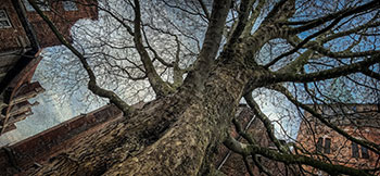 Дерево у St. Jakobi / Der Baum bei St. Jakobi