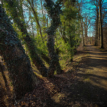 Аллея в Цисмаре / Allee in Cismar