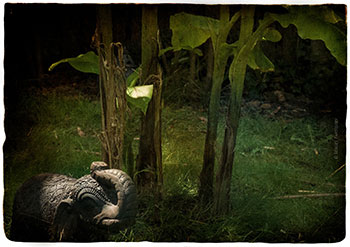 Elephas maximus