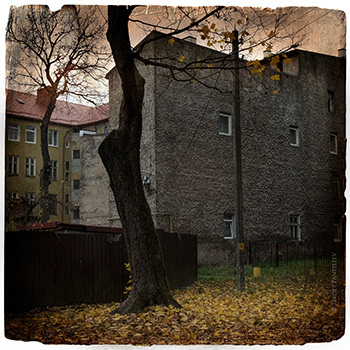 Клён у стены дома
