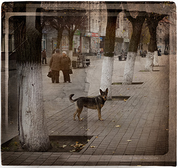 Портрет собаки